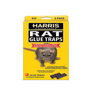 RAT GLUE TRAPS 12/2 pk