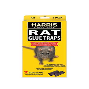 RAT GLUE TRAPS 12/2 pk